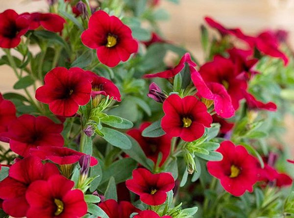 Calita Deep Red