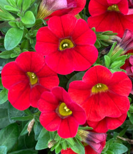 Calita Red
