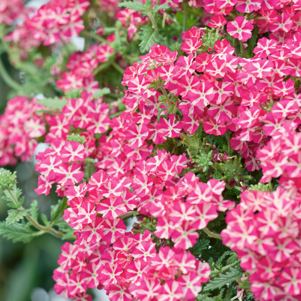 Voodoo Pink Star