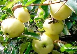 пионерское пионерское
