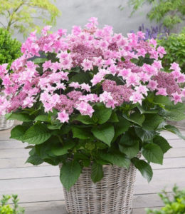 Гортензия крупнолистная Doppio Rosa_2
