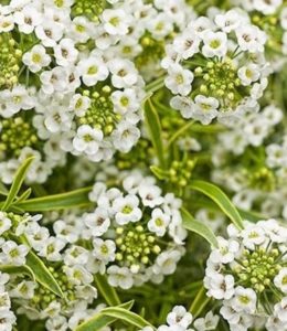 Primavera Princess_2