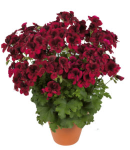 Regalia Dark Red