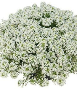 Lobularia Snow White
