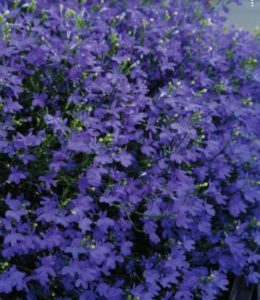 Star Deep Blue