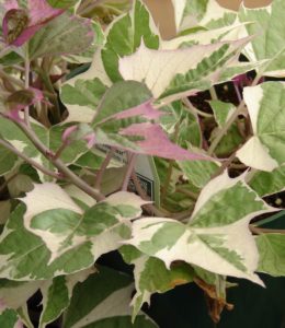 Variegata