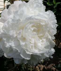 White Sarah Bernhardt