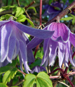Clematis macropetala  'Georg'  637