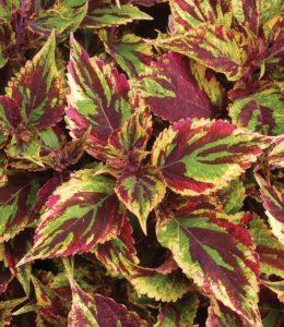 Coleus Combat