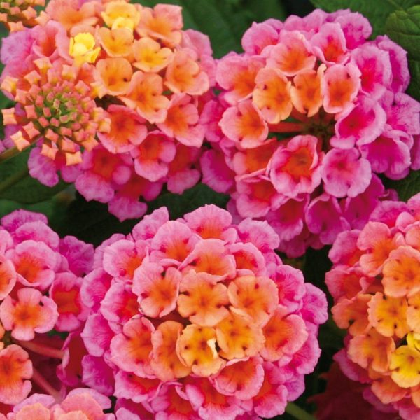 Esperanta-Pink