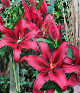 Firebolt