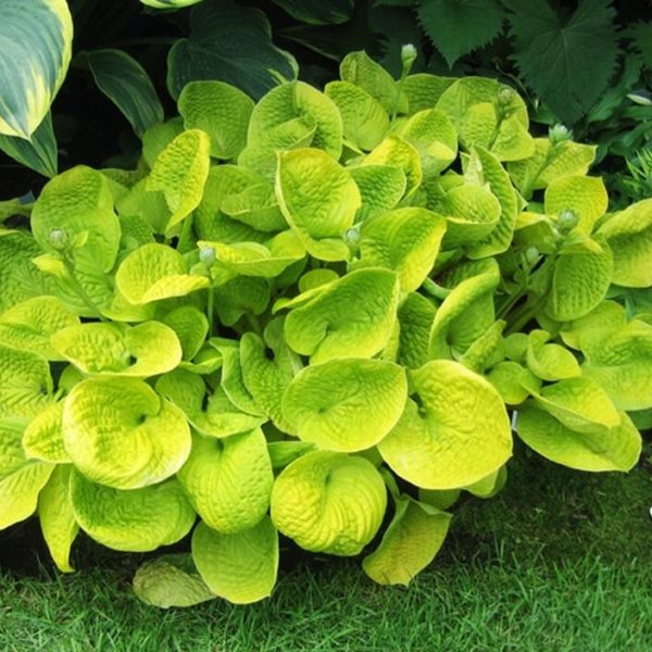Maui Buttercups