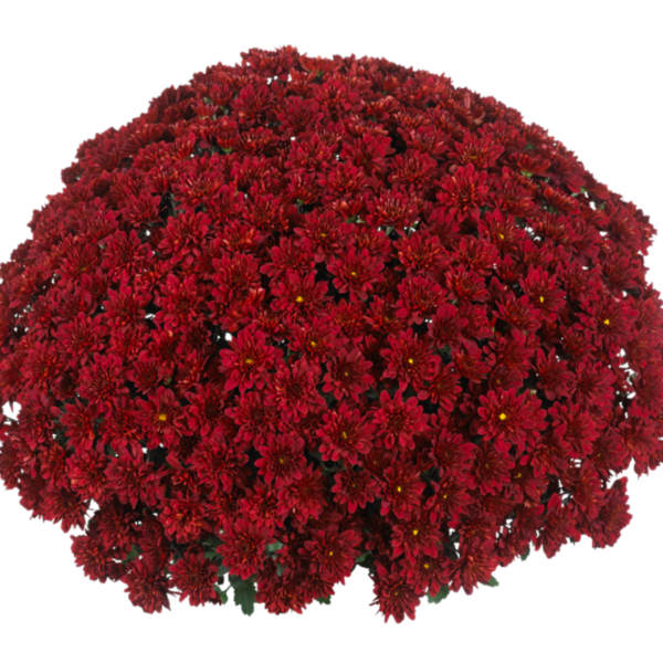 Cheer Red