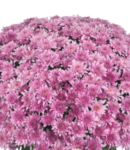 Homerun Pink